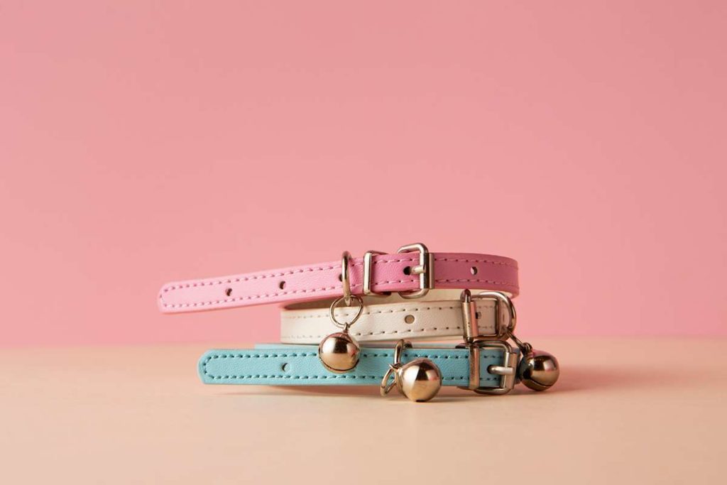vue de dessus sur les accessoires pour animaux de compagnie (1) 11zon