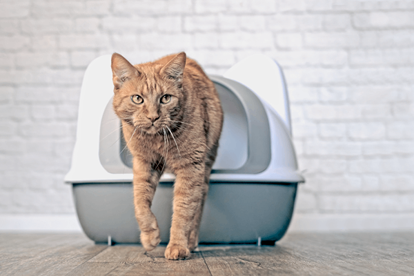 chat sortant de sa litière