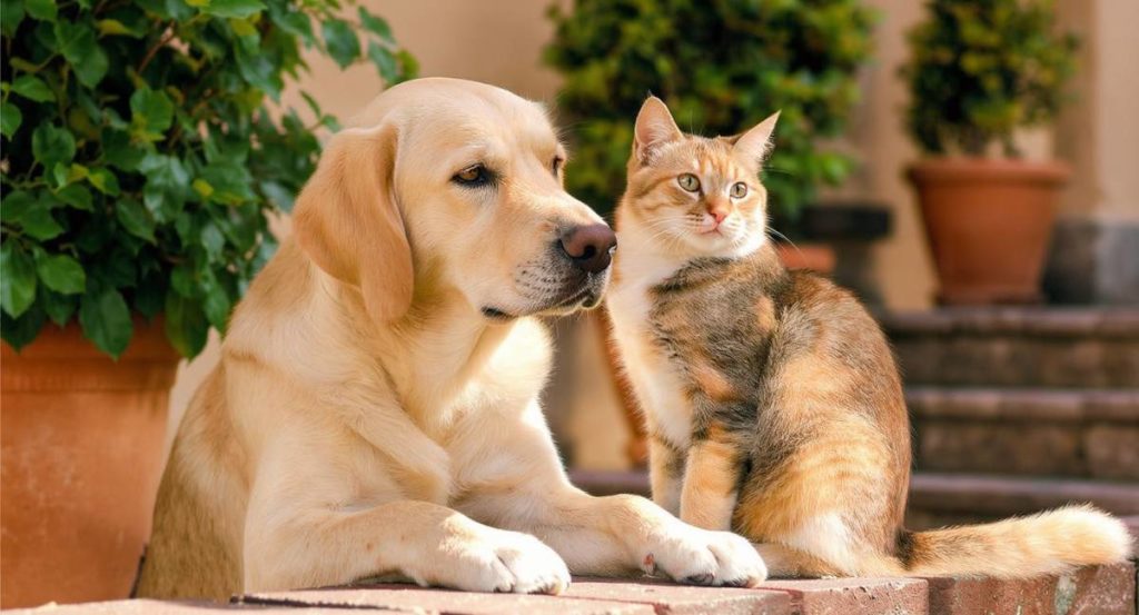 chien et chat prenant la pose