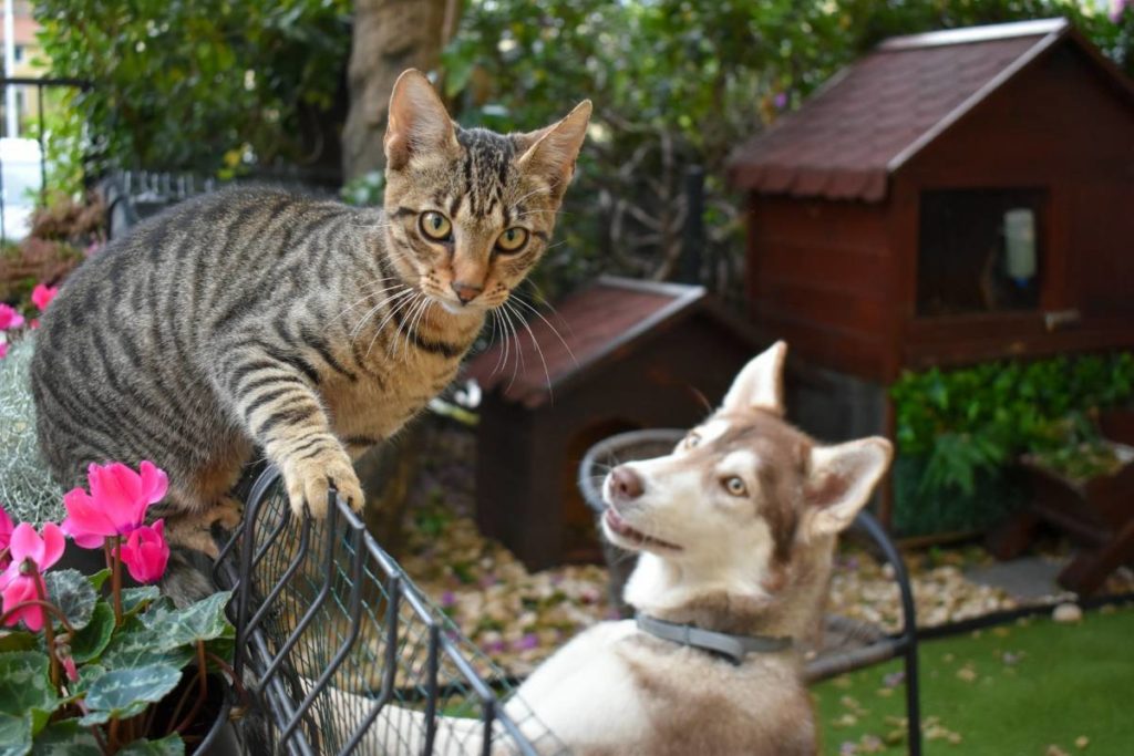 chien et chat jouant dans un jardin