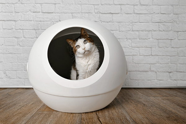 litière pour chat