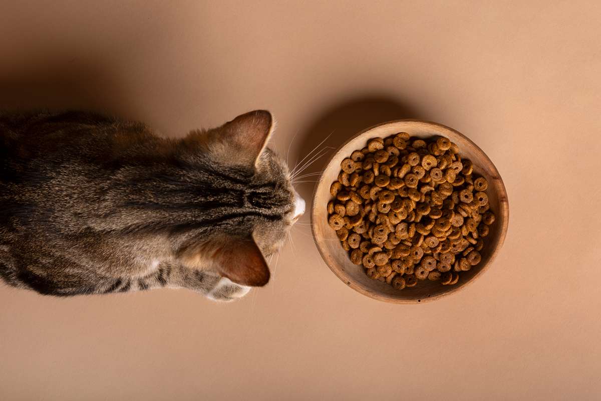 chat qui mange
