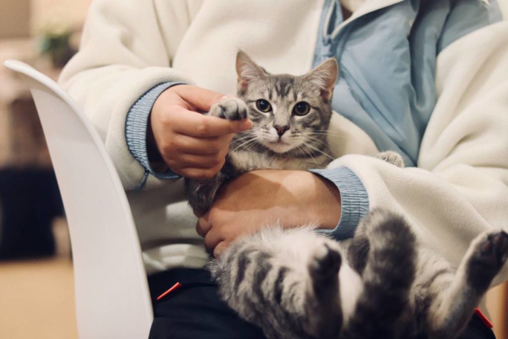 chat vétérinaire