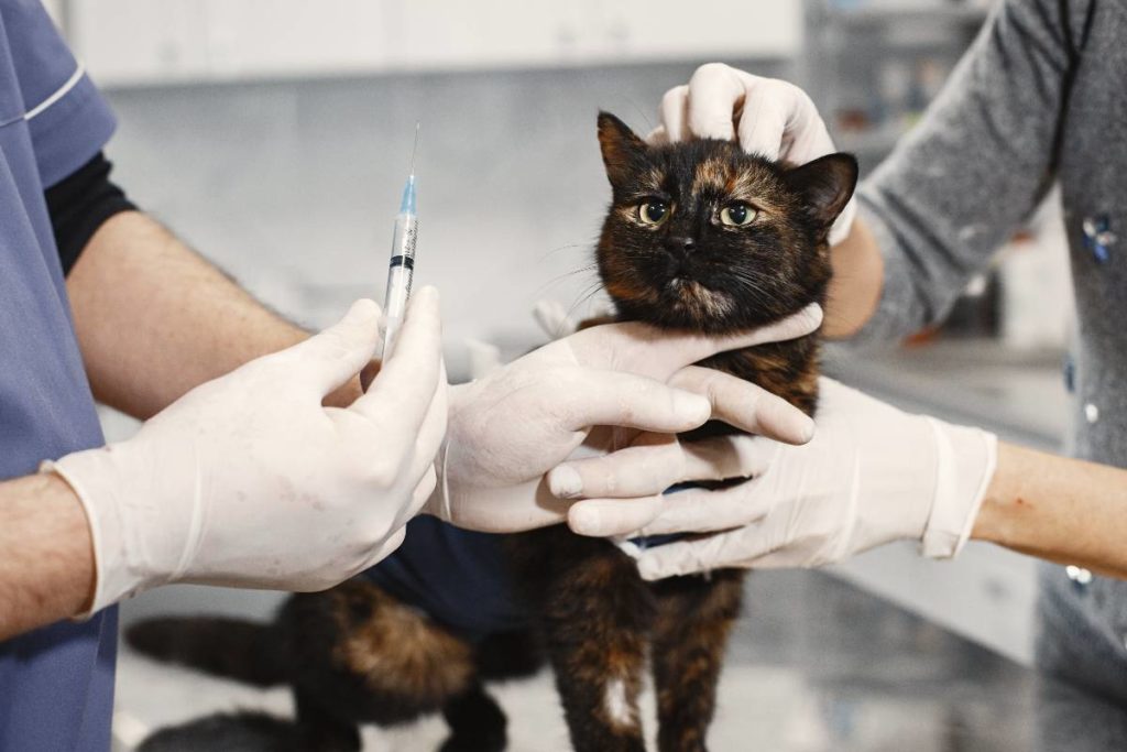 urgence vétérinaire